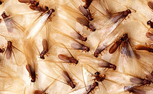 Flying termites (alates) search for new places to establish a coloney.