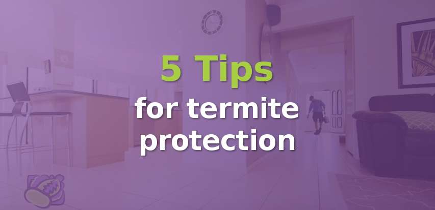 5 Tips for protecting your home against termites.