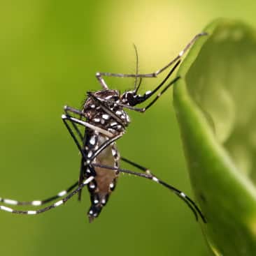 Mosquito Control - Browns Plains