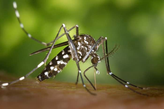 Australian mosquito feeding.