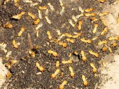 Termites Brisbane Bigwet