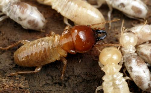 Mastotermes darwiniensis solider termite surrounded by workers..