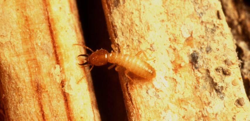 Formosan subterranean termite soldier.
