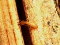 Termite workers and alates in a wooden log.