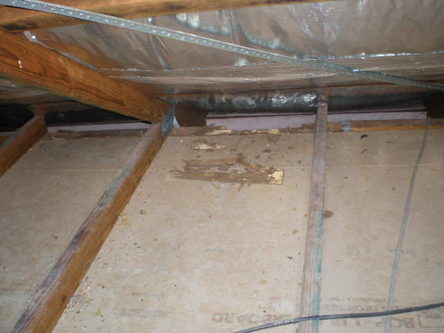 Termites in the roof