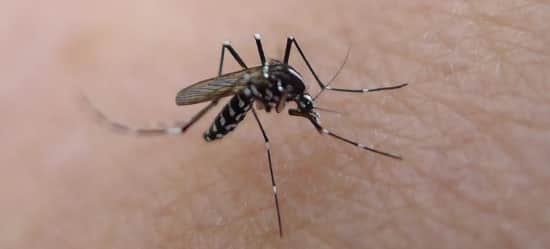 Mosquito and Tick Control Brisbane